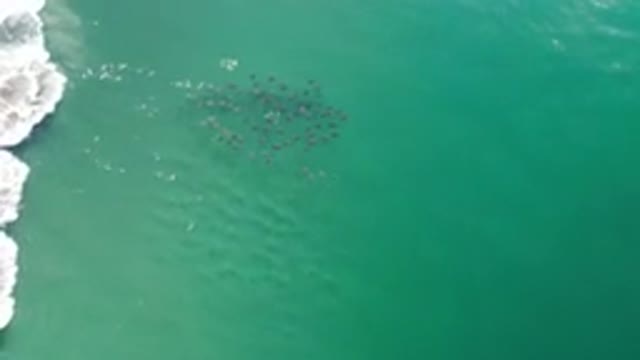 LOS CABOS MEXICO-2020: A School Of Fish Moving Under The Green Clear Water Waves