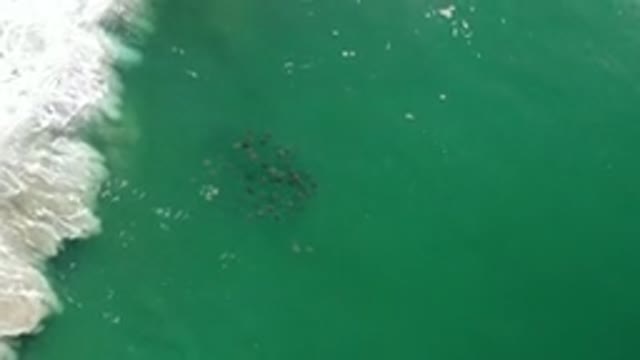 LOS CABOS MEXICO-2020: Sea Ocean Wave Salt Wind Fish Shoal Green Sun White