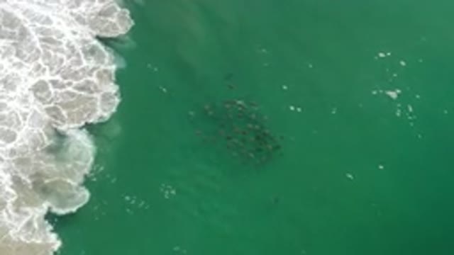 LOS CABOS MEXICO-2020: A School of Fish Swimming Together in Turquoise Waters