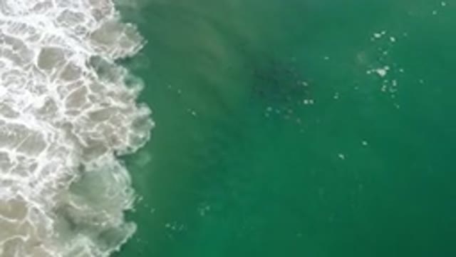 LOS CABOS MEXICO-2020: Waves Crashing With Wild Life Floating Carefree In The