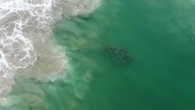 LOS CABOS MEXICO-2020: A School Of Dolphins Is Swimming Together Next To The