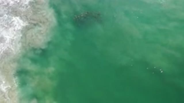 LOS CABOS MEXICO-2020: A Family Of Fish Swimming In The Blue Teal Ocean