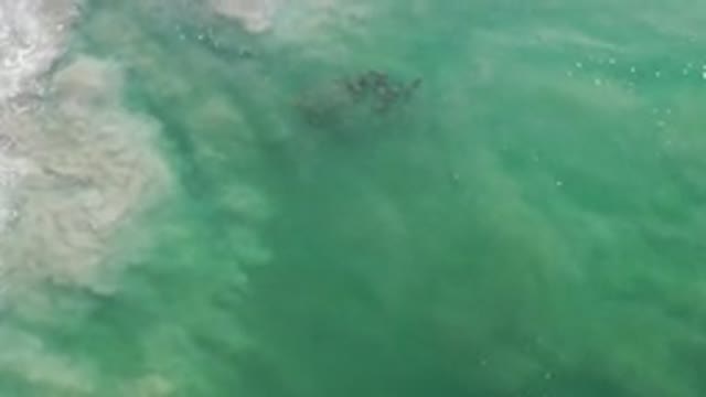 LOS CABOS MEXICO-2020: Small Group Of Fishes Swims Through Green Water Sea In A