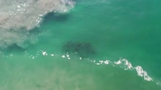 LOS CABOS MEXICO-2020: Oceanview Of Grey Seafoam And A Plant Growing Just Beneath The Surface