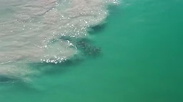 LOS CABOS MEXICO-2020: The Life Under Water Is Coasting Together In A School Of Fish