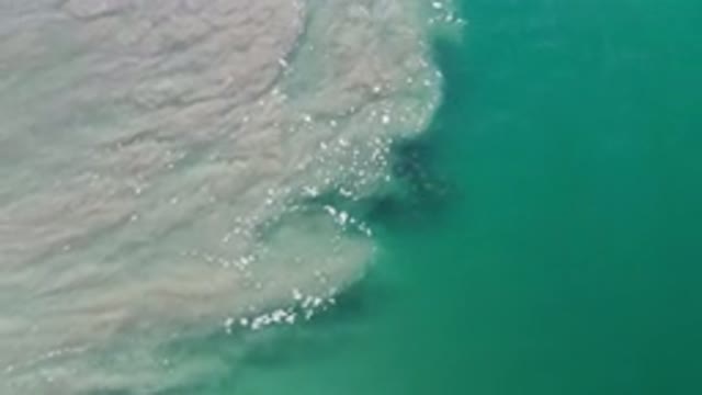 LOS CABOS MEXICO-2020: Family Of Sea Animals Venture And Floating Out Into The