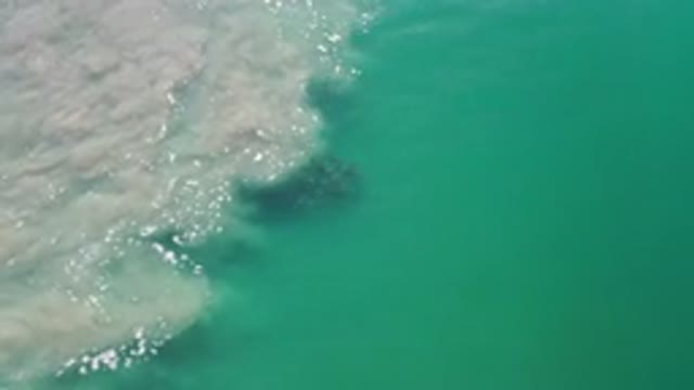 LOS CABOS MEXICO-2020: Family Of Sea Animals Venture Out Into The Teal Sea