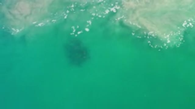 LOS CABOS MEXICO-2020: Green Sea View With Calm Waves And Seaweed In The