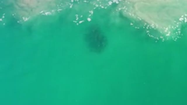 LOS CABOS MEXICO-2020: Large Marine Animal Resting in Ocean