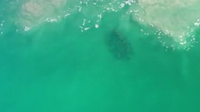 LOS CABOS MEXICO-2020: A Clean Green Water And A School Of Fish Moving