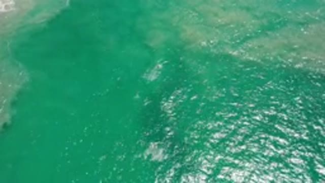 LOS CABOS MEXICO-2020: Several Fishes Swimming in a Greenish Stream