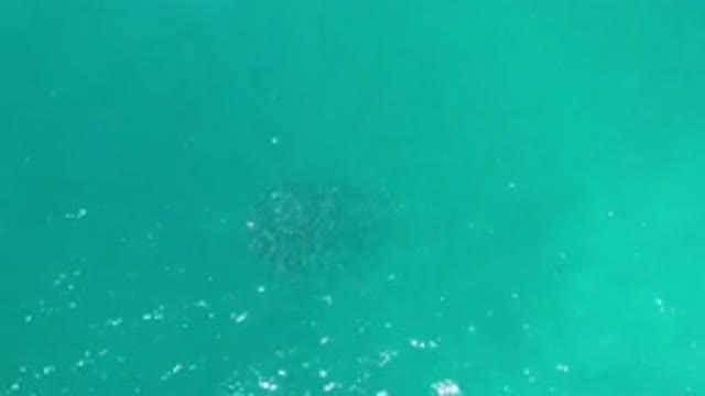 LOS CABOS MEXICO-2020: School Of Fish In Water