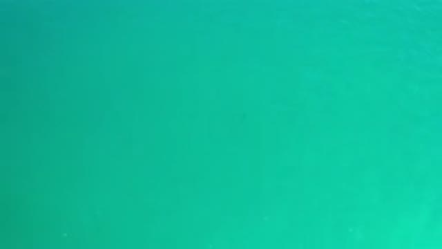 LOS CABOS MEXICO-2020: Fish Swimming In The Crystal Clear Waters Of The Sea Seen