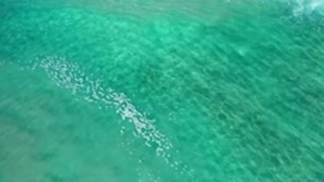 LOS CABOS MEXICO-2020: A Fish Hunting in Calming Clear Waves in the Ocean