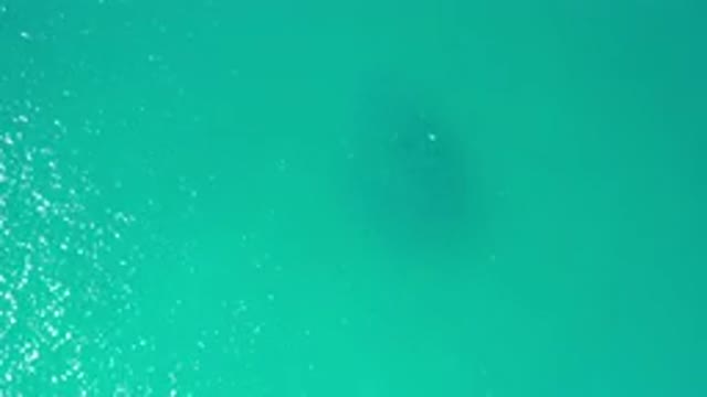LOS CABOS MEXICO-2020: Footage Of A School Of Fish Moving In The Ocean Together
