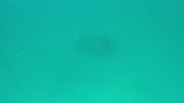 LOS CABOS MEXICO-2020: General View Of The Fish Panicking In The Water Which Is