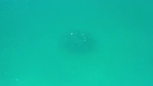 LOS CABOS MEXICO-2020: Sea Ocean Fish Water Swimming