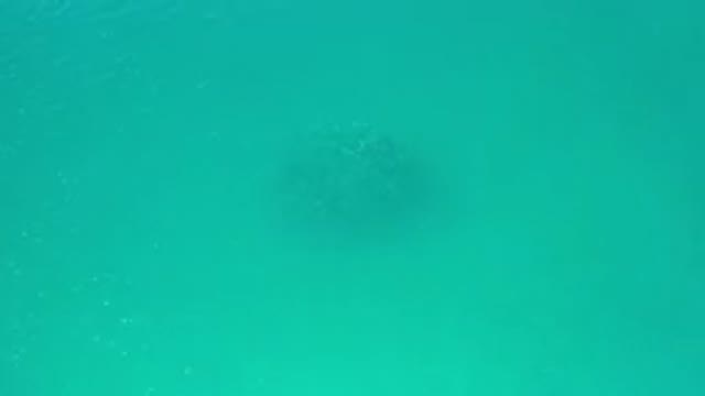 LOS CABOS MEXICO-2020: Drone Footage Of A School Of Fish Swimming Together Just Beneath The Surface