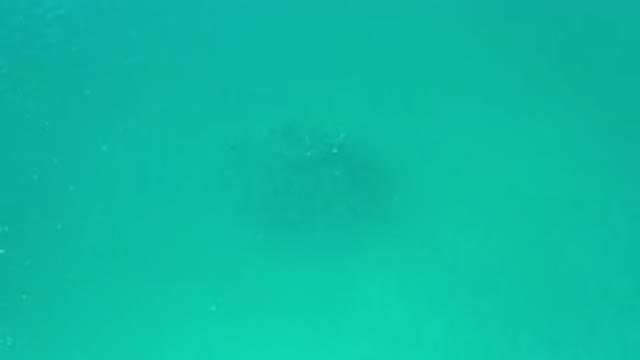 LOS CABOS MEXICO-2020: Large But Rather Unmoving Group Of Fishes Below Shiny Waters