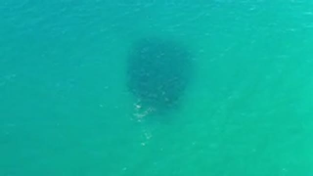 LOS CABOS MEXICO-2020: Round Shaped School Of Fish Swimming Through Gorgeous Sea