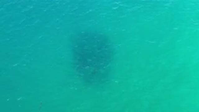 LOS CABOS MEXICO-2020: A Deep Green Sea Water And A Big School Of Fish