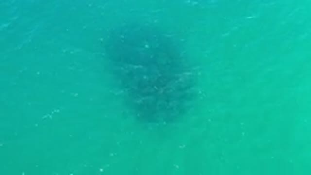 LOS CABOS MEXICO-2020: Intriguing Mysterious Dark Shadow Floating Underwater