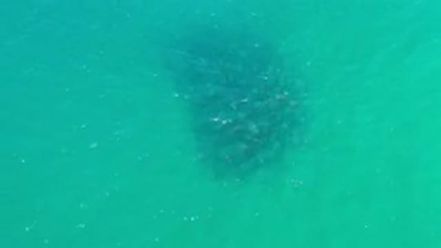 LOS CABOS MEXICO-2020: Big Whale Caught on Camera Swimming in Green Deep Sea