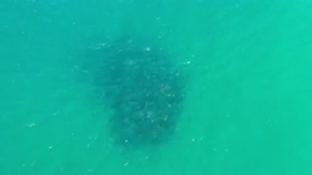 LOS CABOS MEXICO-2020: School Of Fish Swimming Freely In The Coral Reef