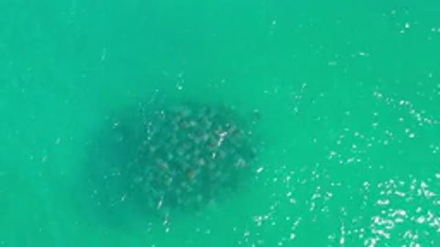 LOS CABOS MEXICO-2020: Massive Fish Caught On Camera Underneath A Deep Green