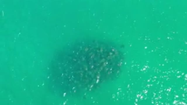 LOS CABOS MEXICO-2020: Green Sea With A Whale Swimming