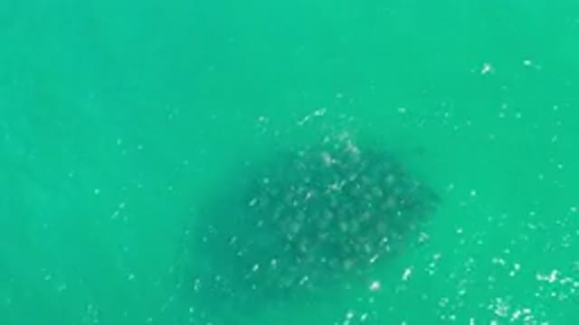 LOS CABOS MEXICO-2020: Dark Object Moving Slowly At The Bottom Of A Body Of Water