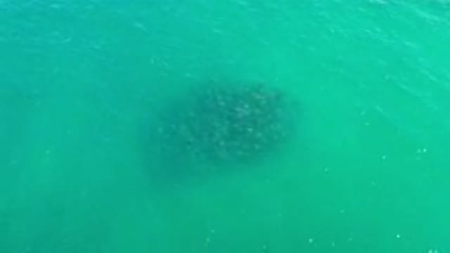 LOS CABOS MEXICO-2020: Viewers Capture Unknown Images Of Mysterious Object