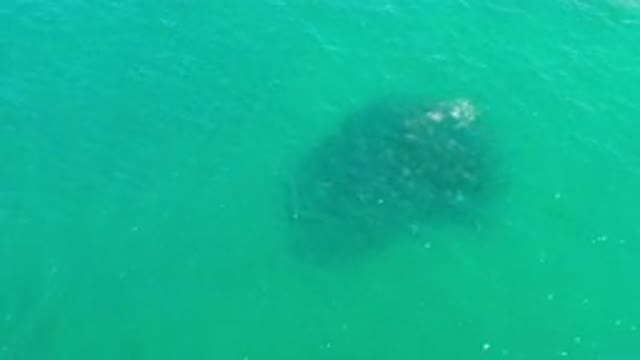 LOS CABOS MEXICO-2020: Top View Of Green Sea With Calm Waves And Seaweed In The