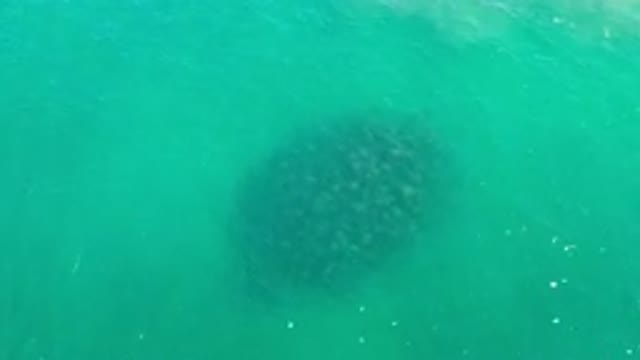 LOS CABOS MEXICO-2020: Fish Moving Under Water Green In Color