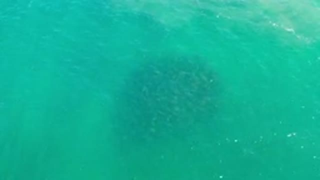 LOS CABOS MEXICO-2020: Fish Bank Staying Still Under Shallow Clear Water