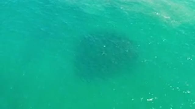 LOS CABOS MEXICO-2020: A School Of Marine Animals Huddle Just Below The Water's Surface