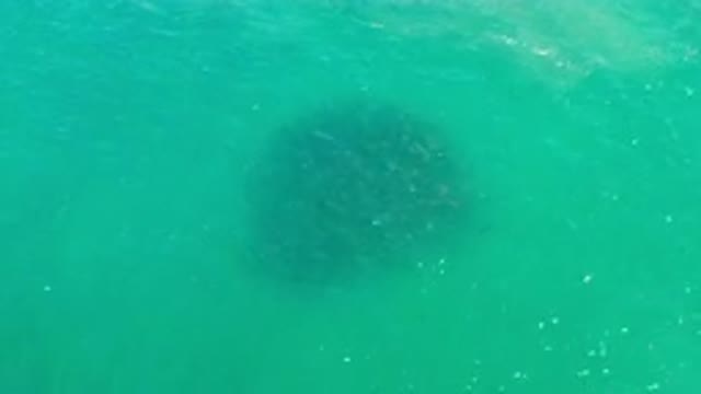 LOS CABOS MEXICO-2020: Round Shaped School Of Fish Swimming In Gorgeous Shiny Waters