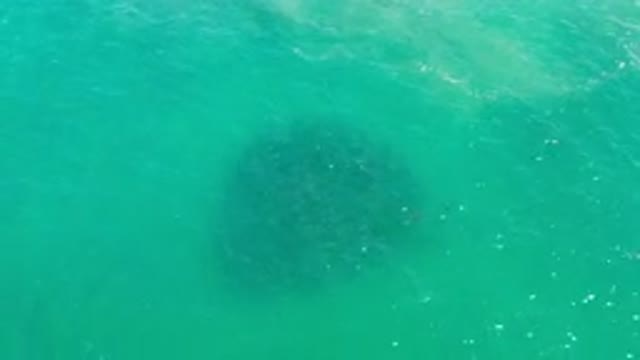 LOS CABOS MEXICO-2020: A Deep Green Sea Water With A School Of Fish Underneath