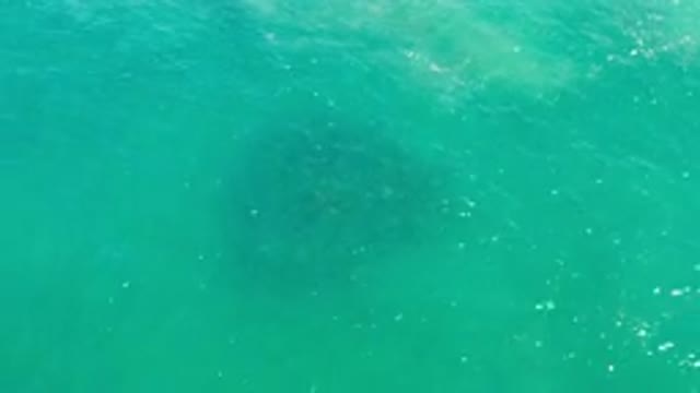 LOS CABOS MEXICO-2020: A Top View Of Deep Green Sea Water And A School Of Fish