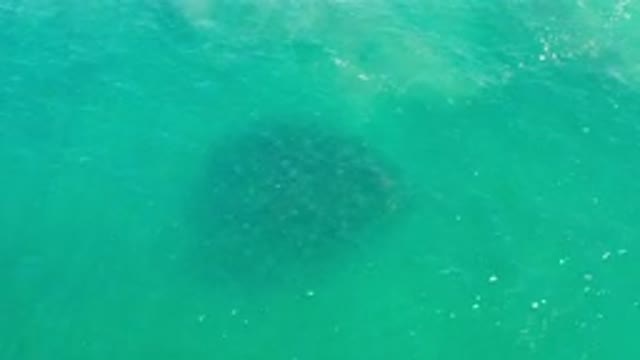 LOS CABOS MEXICO-2020: Top View Of Deep Green Sea Water And A School Of Fish