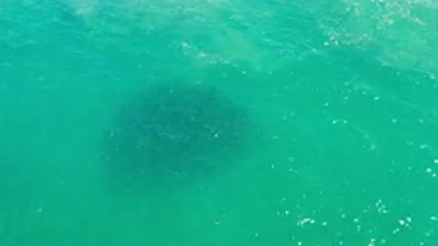 LOS CABOS MEXICO-2020: Species Floating Under Clear Water