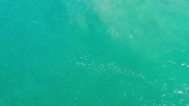 LOS CABOS MEXICO-2020: A Single Fish Going Through The Motions Of The Water By