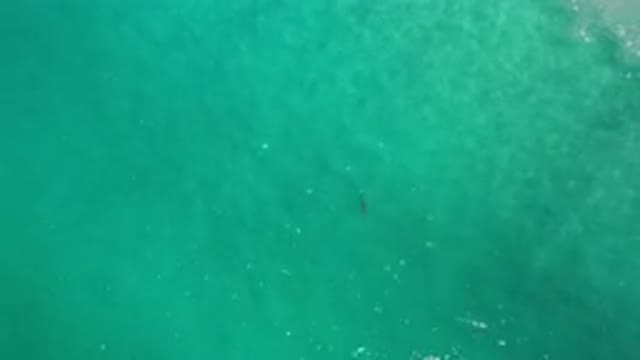 LOS CABOS MEXICO-2020: Clear Sparkling Emerald Water With Lone Fish Swimming
