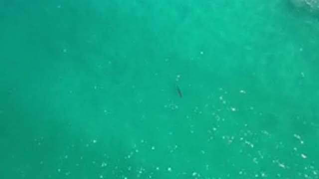 LOS CABOS MEXICO-2020: Tiny Fish Caught Swimming On The Green Sea
