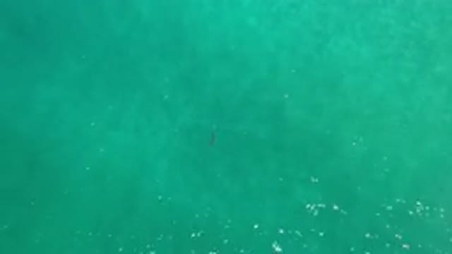 LOS CABOS MEXICO-2020: Deeply Shiny Blue Water Ocean With Lone Fish Going