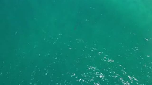 LOS CABOS MEXICO-2020: One Lonely Fish Swimming In A Vast Blue Ocean Scene