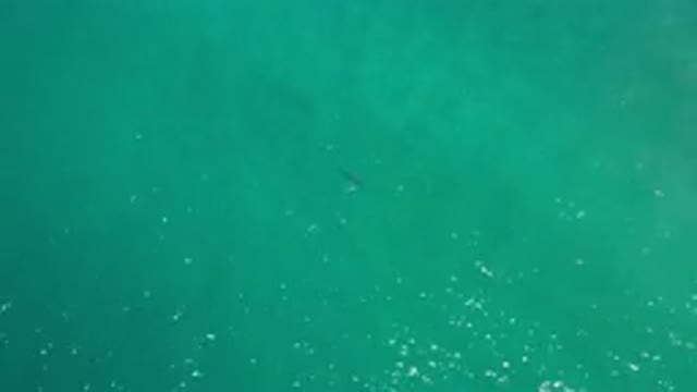 LOS CABOS MEXICO-2020: Lone Fish Swimming Through Green Water Sea During A Sunny Day