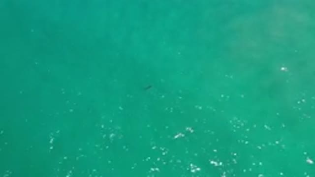 LOS CABOS MEXICO-2020: Top View Of A Deep Green Sea Water And A Fish Is Moving