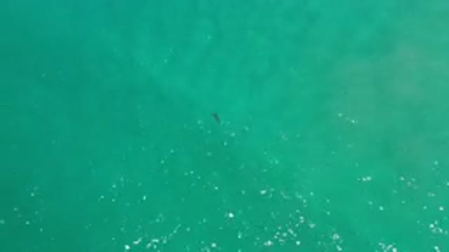 LOS CABOS MEXICO-2020: A Top View Of Deep Green Clear Sea Water And A Fish