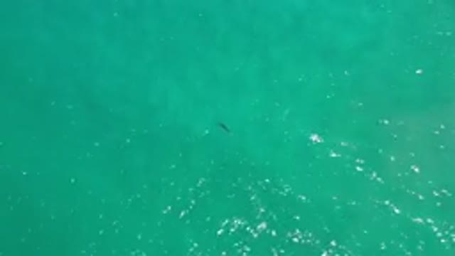 LOS CABOS MEXICO-2020: Crystal Clear Sea And Its Natural Inhabitants